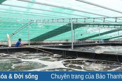 Những mô hình nuôi tôm tiền tỷ ở thị xã Nghi Sơn