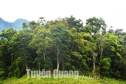 Bảo vệ rừng bằng công nghệ