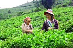 Bát Xát: Phát triển sản phẩm OCOP theo hướng bền vững