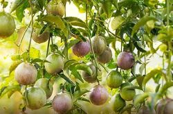 2 tấn chanh leo Việt Nam được xuất ngoại sang Úc, giá 150.000 đồng/kg