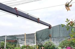 Làng hoa lớn nhất TP. Vinh gom hàng vụ Tết, dùng cần cẩu chuyển cây