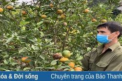 Ngọt mùa cam
