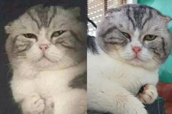 Chú mèo được chế meme 'đau ở đây này' qua đời
