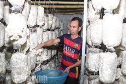 Hướng đi hiệu quả của HTX Nấm sạch Thạch Bình