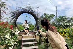 Đảo hoa cầu Tình Húc