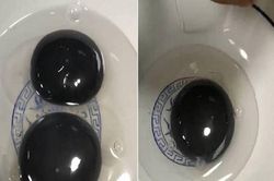 Kỳ lạ ngỗng đẻ trứng màu đen bất thường