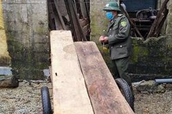 Bị Công an phục kích, lâm tặc bỏ lại gỗ lậu chạy vào rừng trốn