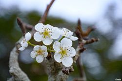 Hoa rừng 'đổ bộ' xuống phố