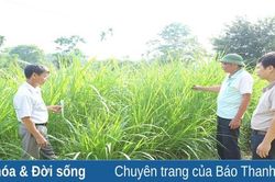 Chuyển đổi sang trồng cây thức ăn chăn nuôi ở huyện Như Thanh