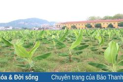 Phát triển bền vững cây chuối tiêu hồng trên đất Vĩnh Lộc