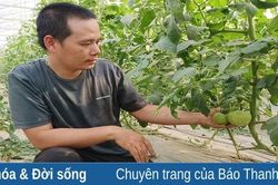 Phát triển kinh tế từ mô hình nhà màng, nhà lưới nông nghiệp công nghệ cao