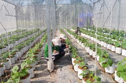 Sản xuất hạt giống rau màu