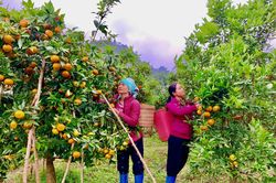 Vùng cao Nậm Chảy vào vụ thu hoạch cam canh