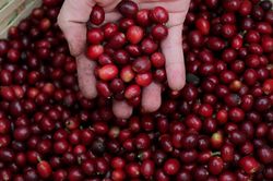 Thị trường cà-phê tìm thấy cơ hội trong khó khăn