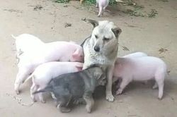 Bị đàn lợn con xếp hàng xin 'ti trực', chó mẹ mới sinh bế tắc, hoang mang cầu cứu