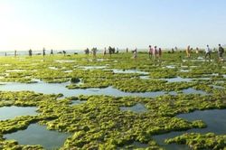 Cánh đồng rong biển Từ Thiện, Ninh Thuận