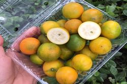 Loại quả nhập khẩu sang chảnh bỗng rao bán giá rẻ bất ngờ