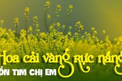 Người Hà Nội 'chill' cùng hoa cải vàng rực nắng