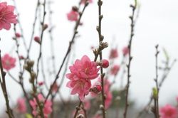 Góc nhìn 365: Tết vẫn sẽ là Tết thôi