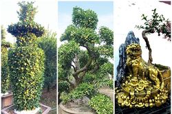 Mãn nhãn cây cảnh độc lạ ngóng khách đón Tết Nhân Dần 2022