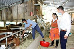 Tà Xùa phòng, chống đói, rét cho đàn gia súc