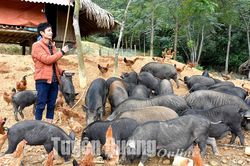 Chàng trai người Dao lập nghiệp từ nuôi lợn đen