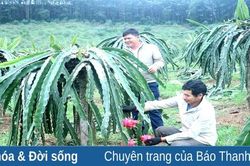 Xây dựng thương hiệu OCOP cho sản phẩm thanh long ruột đỏ Xuân Du