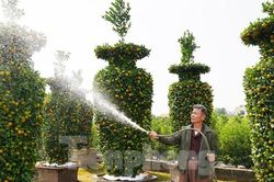 Độc đáo vườn quýt lục bình 'khủng' giá đắt đỏ sẵn sàng vào vụ Tết