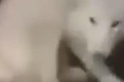 'Bạch hồ ly' hiếm thấy xuất hiện trong khu dân cư, tưởng chuyện tâm linh ai dè là thú cưng bị hắt hủi