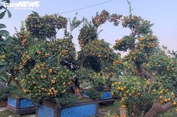 Hàng độc trăm triệu chơi Tết: Quất, chanh sai lúc lỉu trên thân bưởi cổ thụ