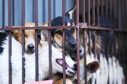 Địa phương đầu tiên trong cả nước cam kết không tiêu thụ thịt chó, mèo