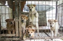 Xây dựng thành phố đầu tiên ở Việt Nam không tiêu thụ thịt chó, mèo