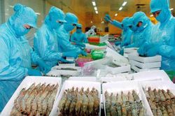 Xuất khẩu tôm sẽ 'cán đích' với 3,9 tỷ USD