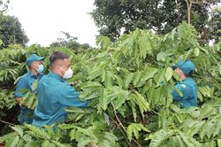 Nhiều hộ dân phải đi cách ly, dân quân giúp hái cà phê, gặt lúa đưa về tận nhà