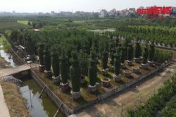 Chiêm ngưỡng những cặp quýt lục bình cao 4m ở Hưng Yên