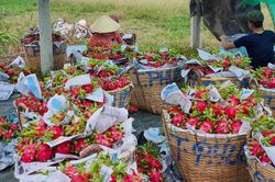 Doanh nghiệp cẩn trọng để tránh nằm chờ ở cửa khẩu lâu