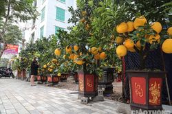 Bưởi cảnh cổ thụ giá 50 triệu đồng xuống phố chờ đại gia 'đón' về chơi Tết