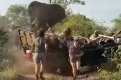 Voi nổi điên hất tung xe du lịch, hành khách may mắn thoát chết