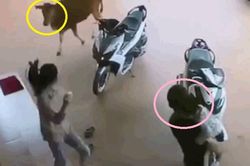 Clip: Con trai trêu bò bị đuổi và màn giải cứu của ông bố trẻ