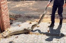 Nghe tiếng chó sủa vang, người nông dân sốc khi phát hiện trăn 2,5m làm điều kinh hãi
