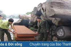 Phát hiện, xử lý 335 vụ vi phạm Luật Lâm nghiệp