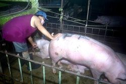Bắt quả tang đối tượng bơm nước vào lợn trước khi giết mổ để tăng khối lượng