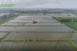 Mô hình sản xuất cá kiểng của HTX Sinh vật cảnh Sài Gòn