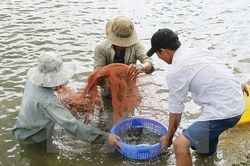 Nông dân phấn khởi với giá thủy sản tăng cao