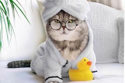 Chú mèo nổi tiếng mạng xã hội với phong cách thời trang sành điệu