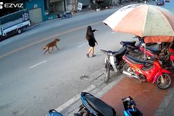 Bức xúc cảnh cô gái hồn nhiên thả chó chạy nghênh ngang giữa đường gây tai nạn