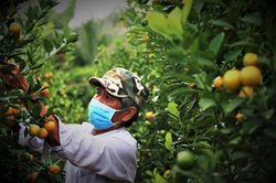 Nông dân thủ phủ hoa, cây cảnh vào vụ Tết: Giảm bớt sản lượng, chất chồng nỗi lo