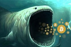 Bitcoin - Cá bé đang tranh đớp, nhưng cá voi no mồi?
