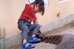 Thấy trăn khổng lồ bò lại gần, phản ứng của bé gái khiến dân mạng không khỏi rùng mình