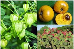 3 loại quả bị người Việt 'ghẻ lạnh', ra nước ngoài 'đắt hơn vàng'